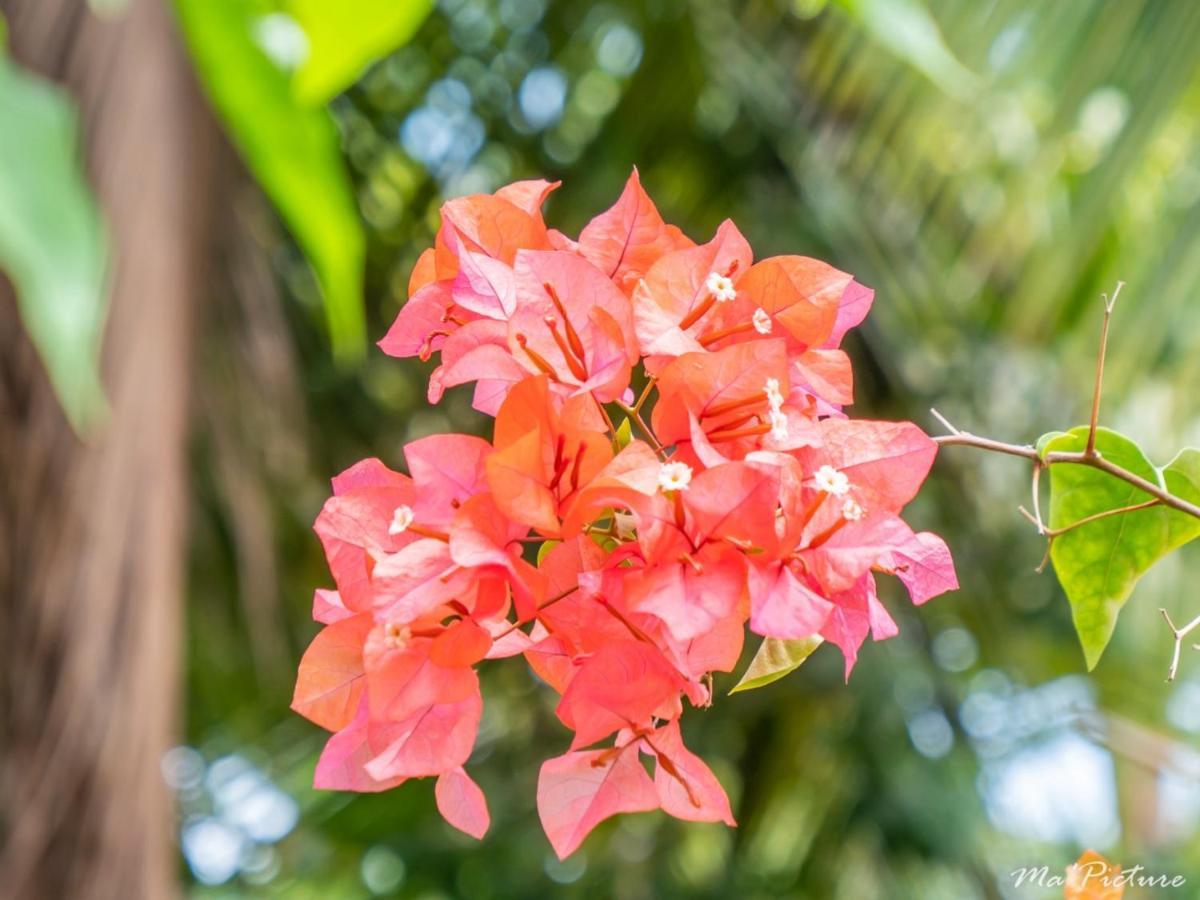 Residence Villas Les Hibiscus Las Terrenas Eksteriør billede