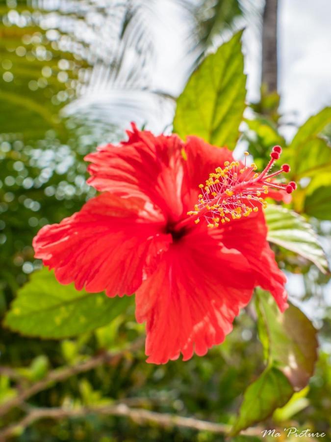 Residence Villas Les Hibiscus Las Terrenas Eksteriør billede